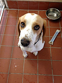 Animal Rescue Cumbria charity Meg the beagle.JPG